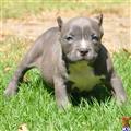 American Pit Bull